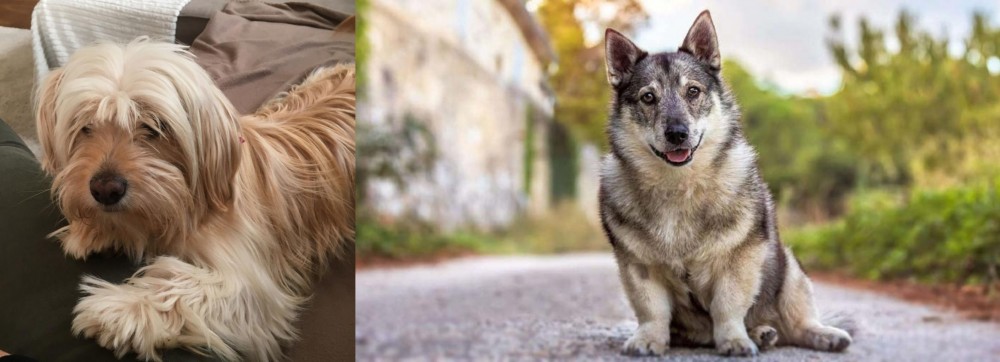 Swedish Vallhund vs Cyprus Poodle - Breed Comparison