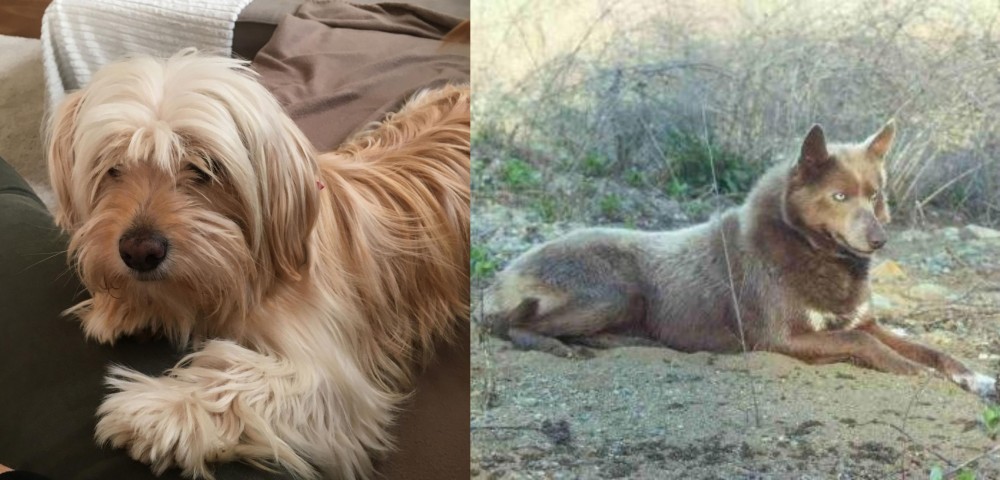 Tahltan Bear Dog vs Cyprus Poodle - Breed Comparison
