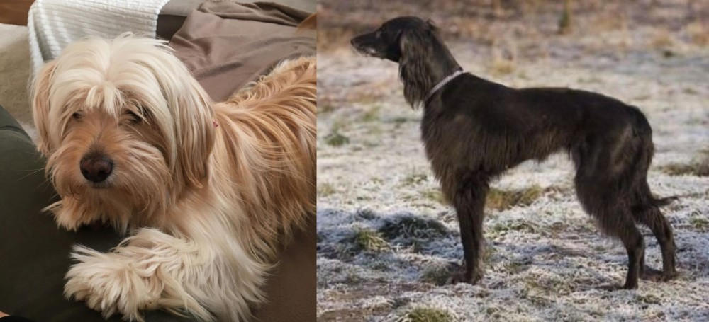Taigan vs Cyprus Poodle - Breed Comparison