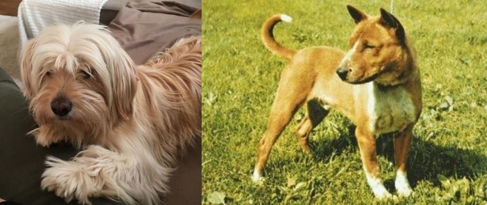 Telomian vs Cyprus Poodle - Breed Comparison