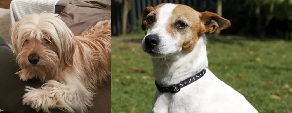 Tenterfield Terrier vs Cyprus Poodle - Breed Comparison