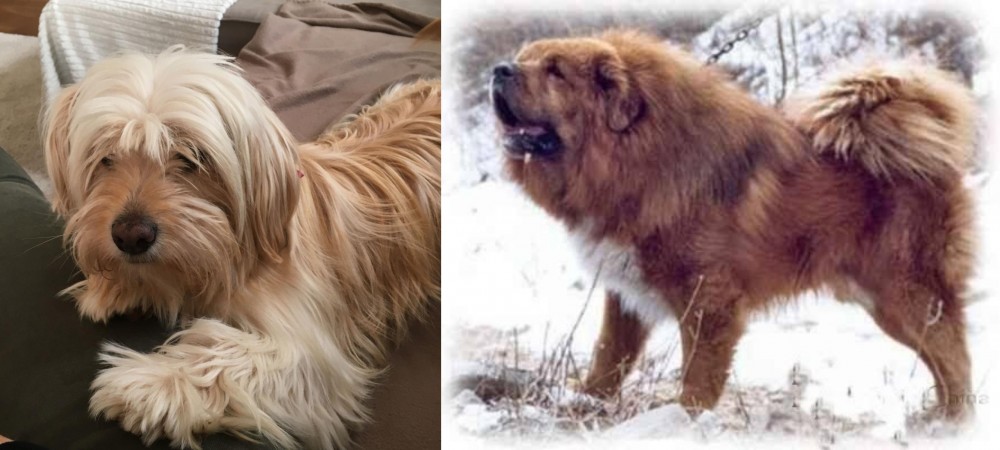 Tibetan Kyi Apso vs Cyprus Poodle - Breed Comparison