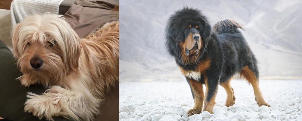 Tibetan Mastiff vs Cyprus Poodle - Breed Comparison