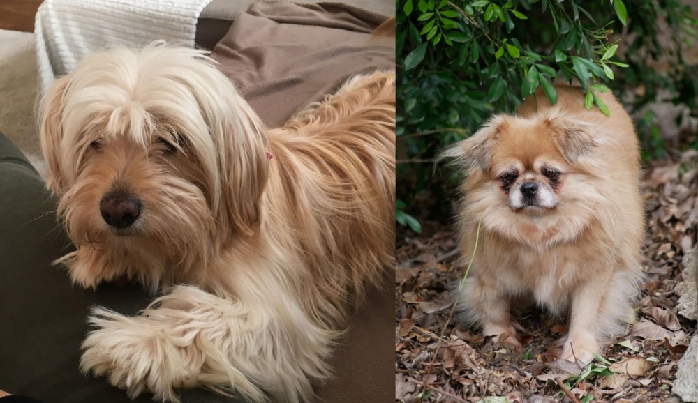 Tibetan Spaniel vs Cyprus Poodle - Breed Comparison