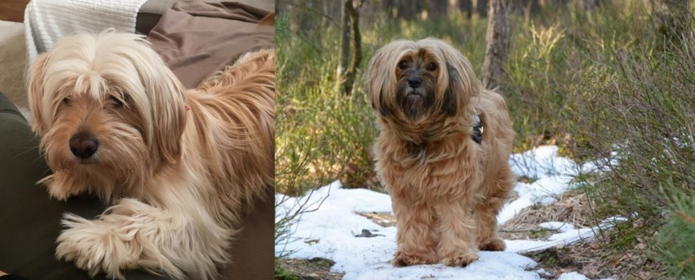 Tibetan Terrier vs Cyprus Poodle - Breed Comparison