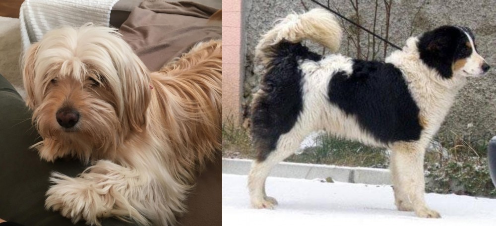 Tornjak vs Cyprus Poodle - Breed Comparison
