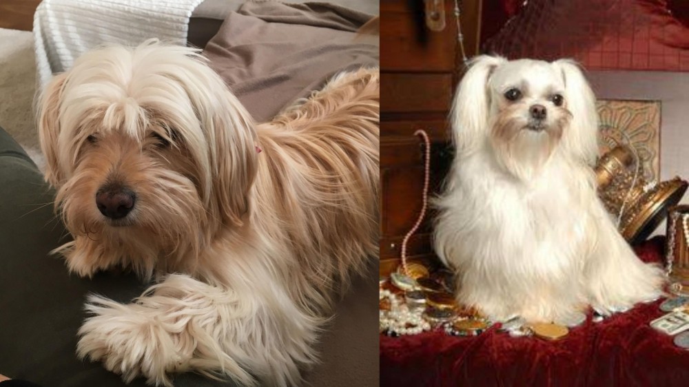 Toy Mi-Ki vs Cyprus Poodle - Breed Comparison