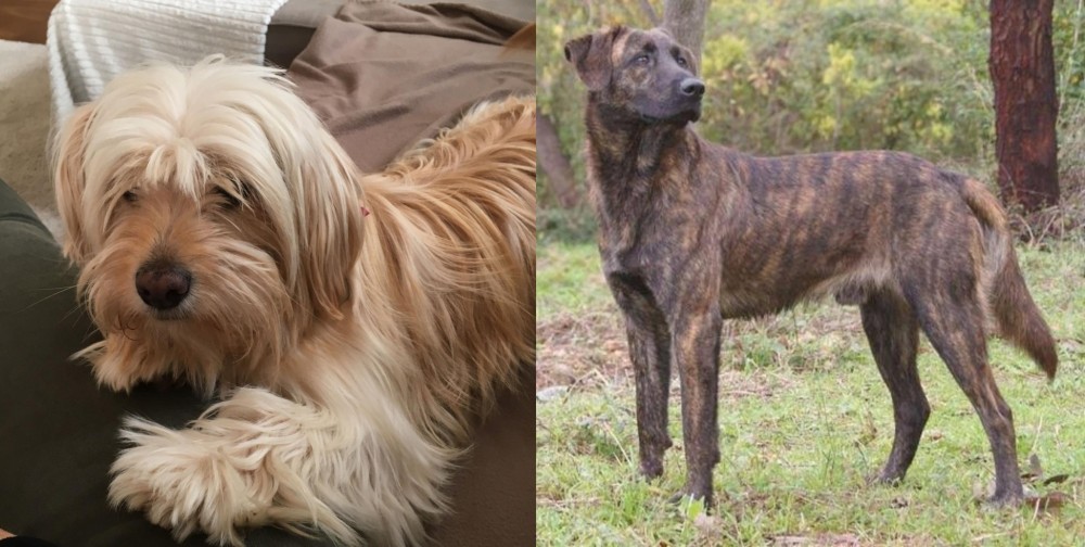 Treeing Tennessee Brindle vs Cyprus Poodle - Breed Comparison