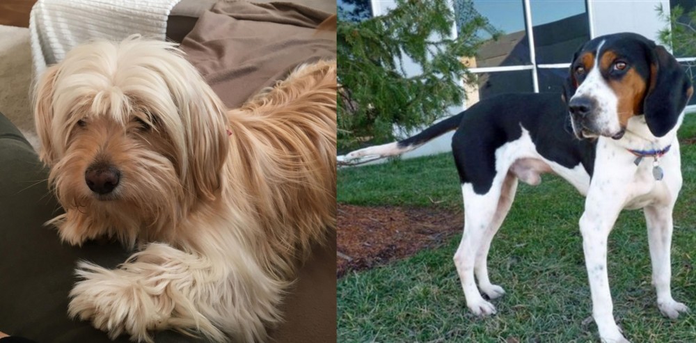 Treeing Walker Coonhound vs Cyprus Poodle - Breed Comparison