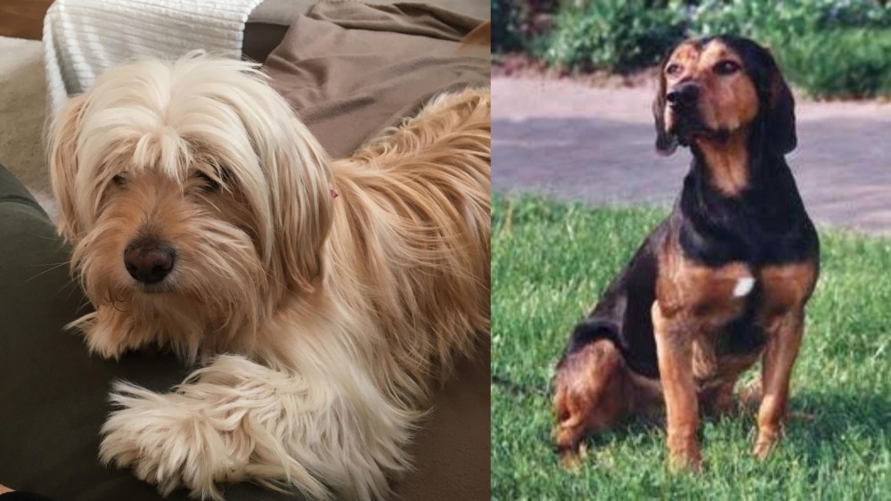 Tyrolean Hound vs Cyprus Poodle - Breed Comparison
