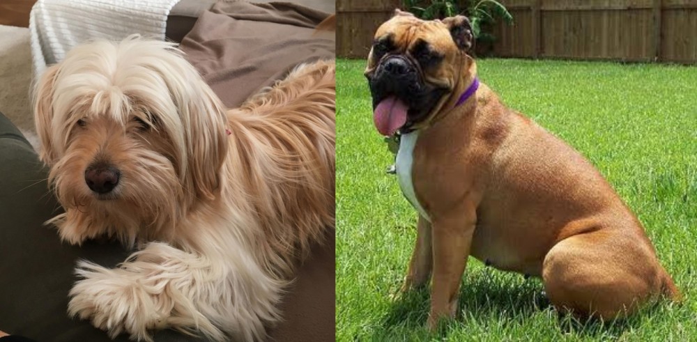 Valley Bulldog vs Cyprus Poodle - Breed Comparison