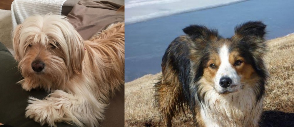 Welsh Sheepdog vs Cyprus Poodle - Breed Comparison