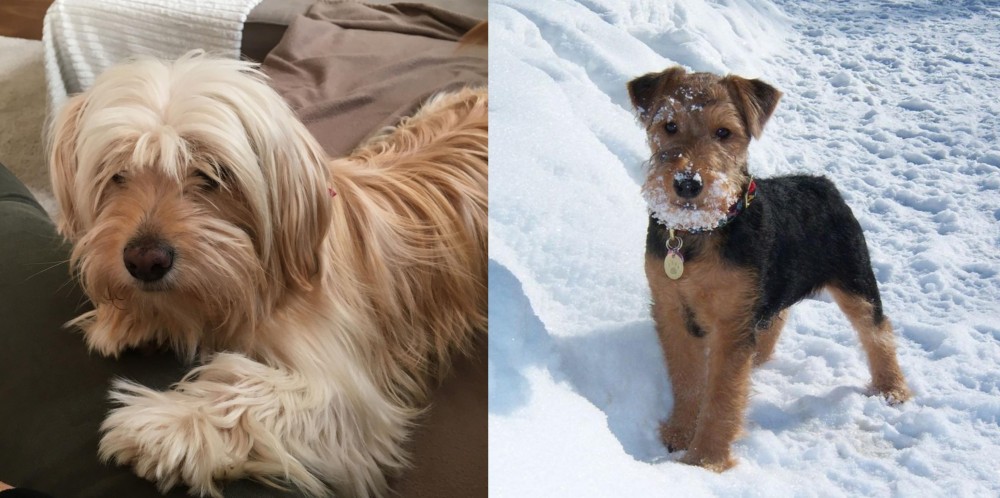 Welsh Terrier vs Cyprus Poodle - Breed Comparison