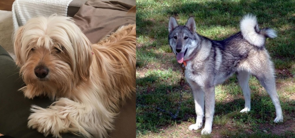 West Siberian Laika vs Cyprus Poodle - Breed Comparison