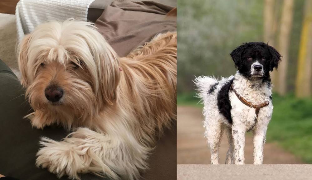 Wetterhoun vs Cyprus Poodle - Breed Comparison
