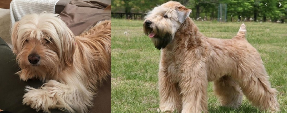 Wheaten Terrier vs Cyprus Poodle - Breed Comparison