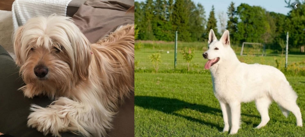 White Shepherd vs Cyprus Poodle - Breed Comparison