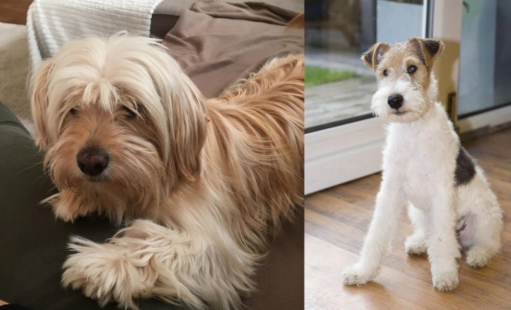 Wire Fox Terrier vs Cyprus Poodle - Breed Comparison