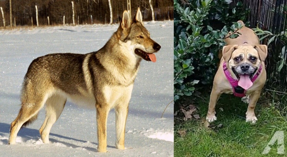 Beabull vs Czechoslovakian Wolfdog - Breed Comparison