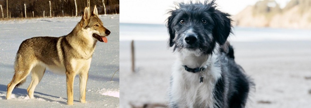 Bordoodle vs Czechoslovakian Wolfdog - Breed Comparison