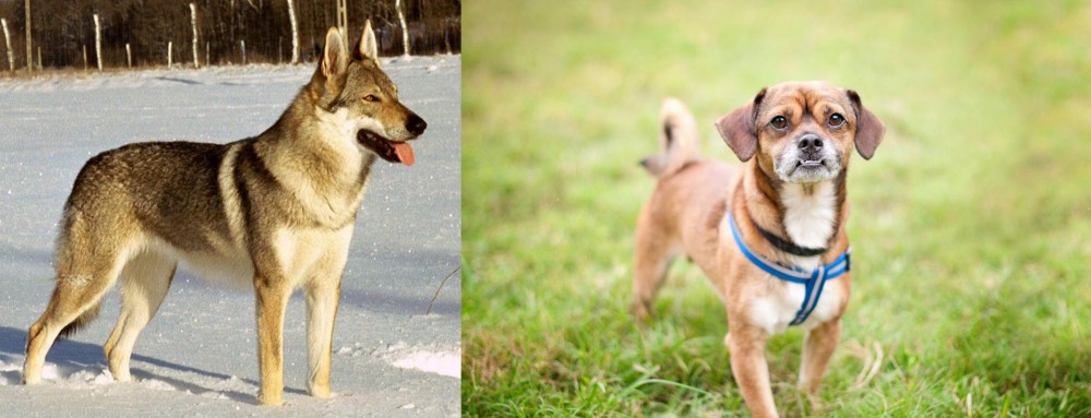 Chug vs Czechoslovakian Wolfdog - Breed Comparison