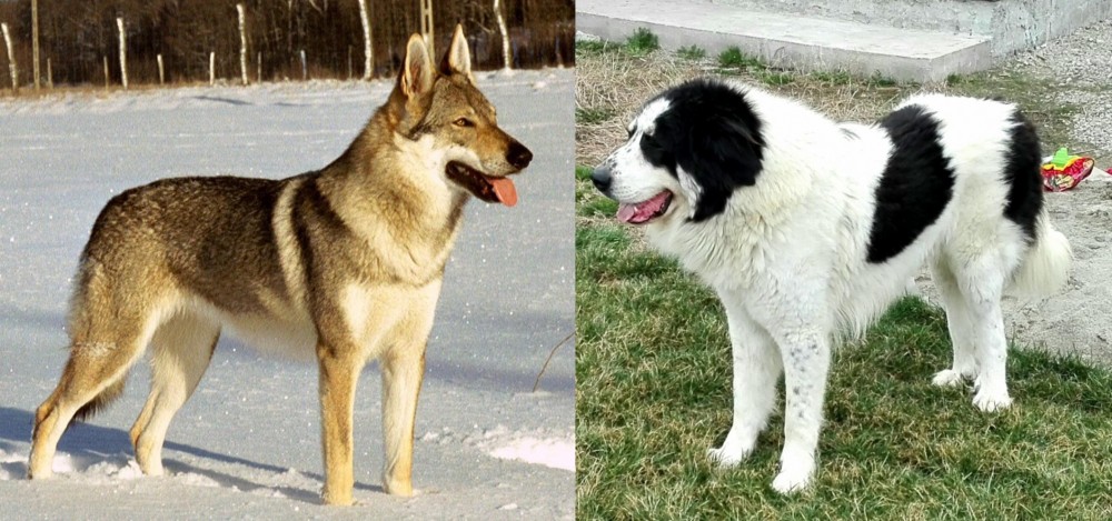 Ciobanesc de Bucovina vs Czechoslovakian Wolfdog - Breed Comparison