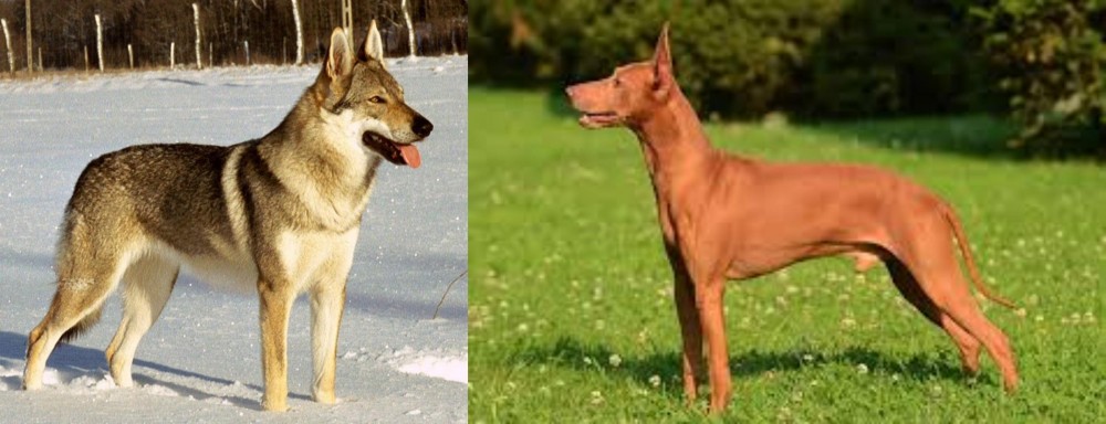 Cirneco dell'Etna vs Czechoslovakian Wolfdog - Breed Comparison