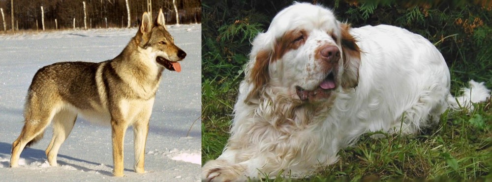 Clumber Spaniel vs Czechoslovakian Wolfdog - Breed Comparison