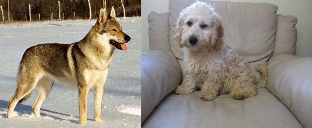Cockachon vs Czechoslovakian Wolfdog - Breed Comparison