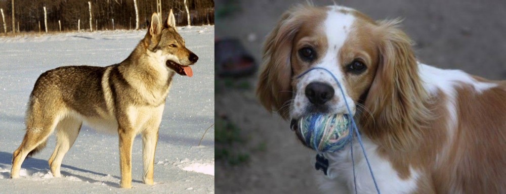 Cockalier vs Czechoslovakian Wolfdog - Breed Comparison
