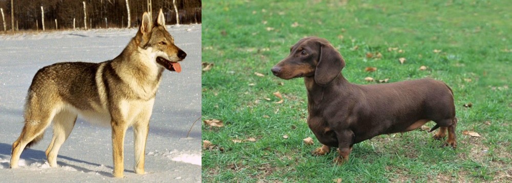 Dachshund vs Czechoslovakian Wolfdog - Breed Comparison