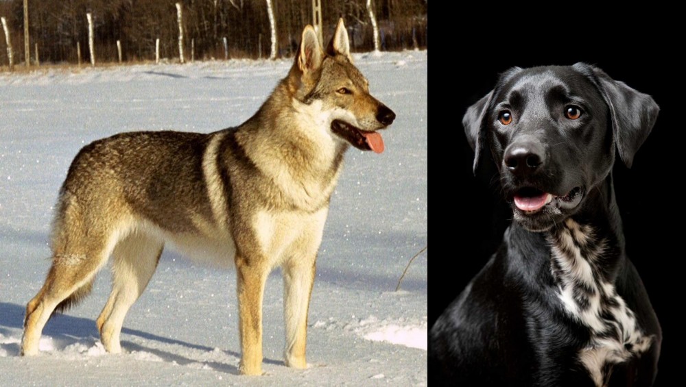 Dalmador vs Czechoslovakian Wolfdog - Breed Comparison