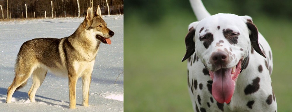 Dalmatian vs Czechoslovakian Wolfdog - Breed Comparison