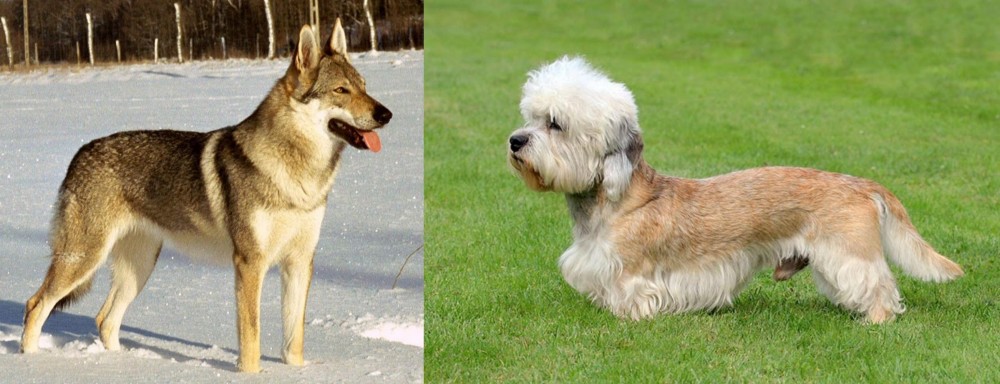 Dandie Dinmont Terrier vs Czechoslovakian Wolfdog - Breed Comparison