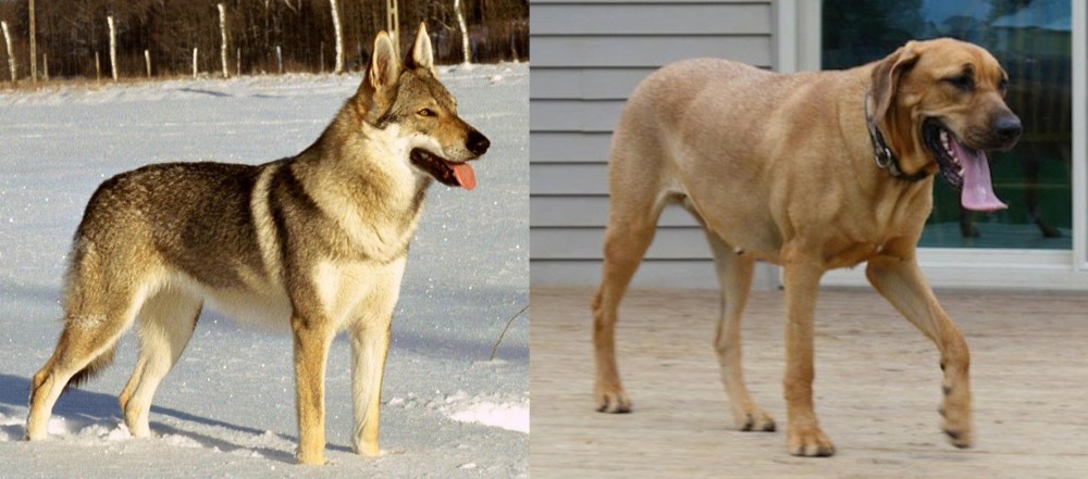 Danish Broholmer vs Czechoslovakian Wolfdog - Breed Comparison
