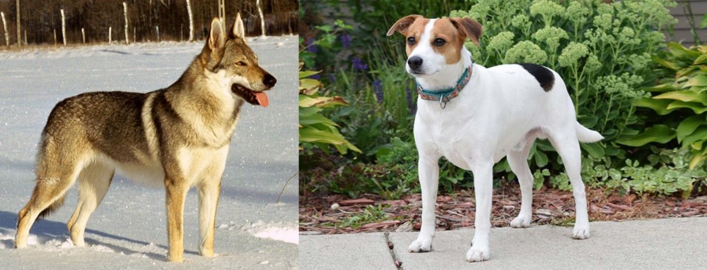 Danish Swedish Farmdog vs Czechoslovakian Wolfdog - Breed Comparison