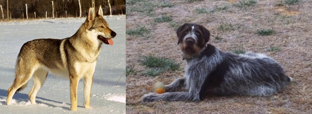 Deutsch Drahthaar vs Czechoslovakian Wolfdog - Breed Comparison