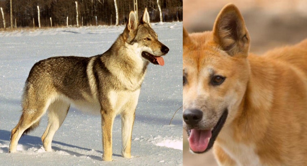 Dingo vs Czechoslovakian Wolfdog - Breed Comparison