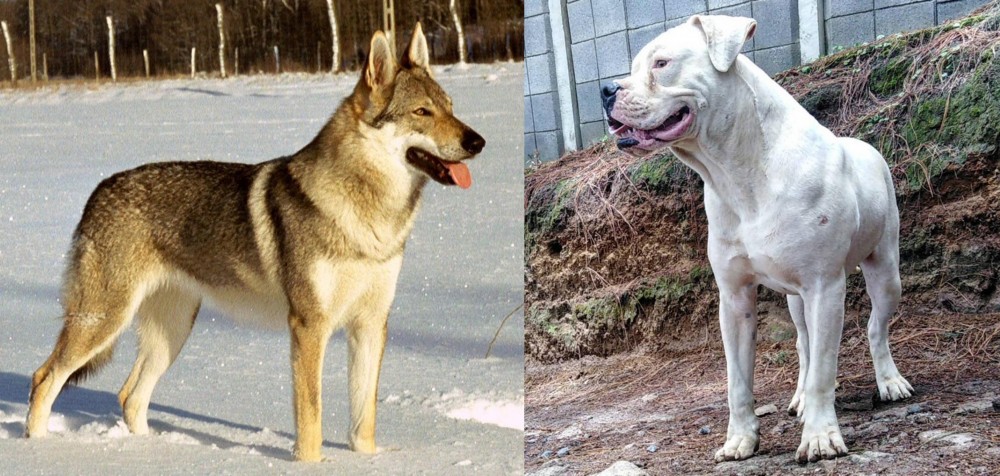 Dogo Guatemalteco vs Czechoslovakian Wolfdog - Breed Comparison