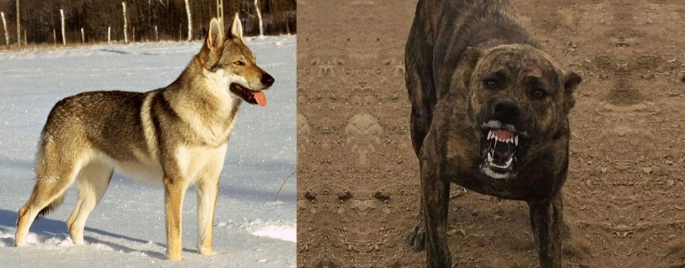 Dogo Sardesco vs Czechoslovakian Wolfdog - Breed Comparison