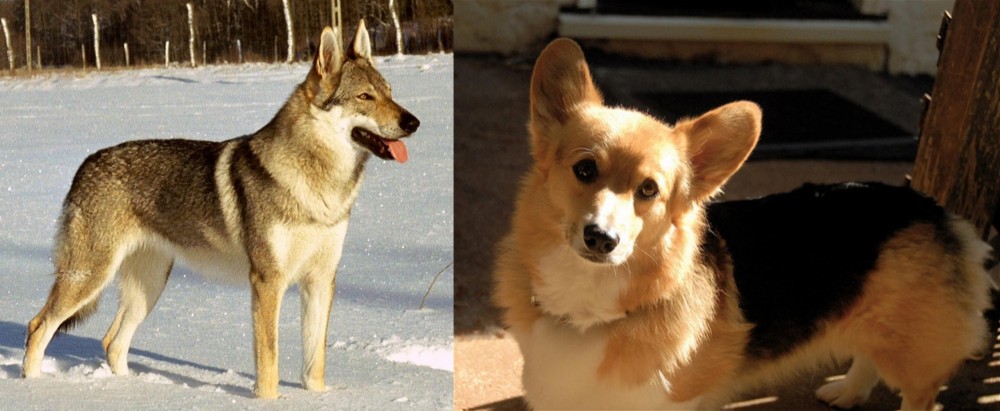 Dorgi vs Czechoslovakian Wolfdog - Breed Comparison
