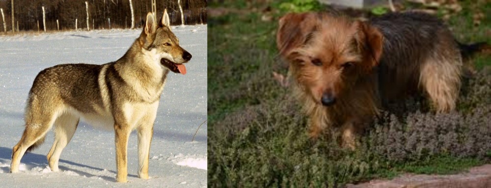 Dorkie vs Czechoslovakian Wolfdog - Breed Comparison