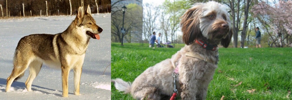 Doxiepoo vs Czechoslovakian Wolfdog - Breed Comparison