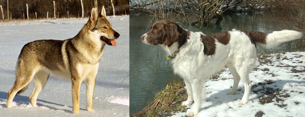 Drentse Patrijshond vs Czechoslovakian Wolfdog - Breed Comparison