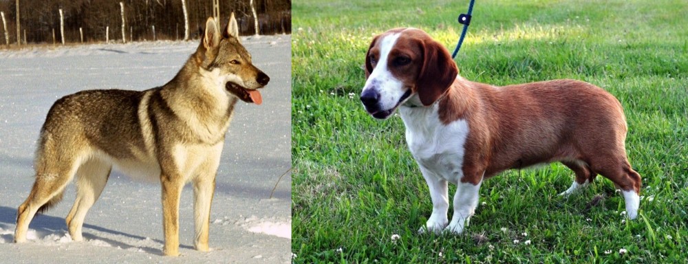 Drever vs Czechoslovakian Wolfdog - Breed Comparison