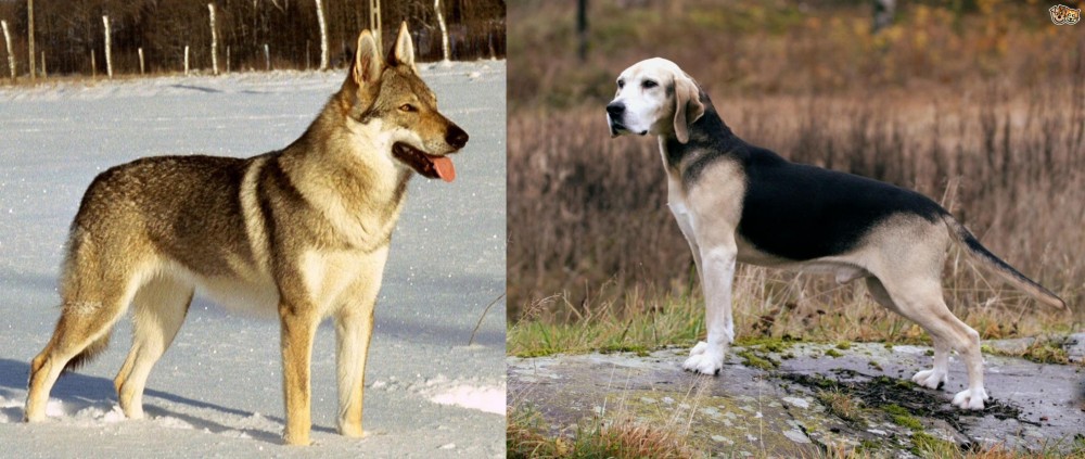 Dunker vs Czechoslovakian Wolfdog - Breed Comparison