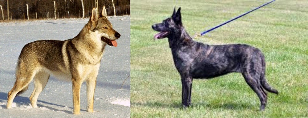 Dutch Shepherd vs Czechoslovakian Wolfdog - Breed Comparison