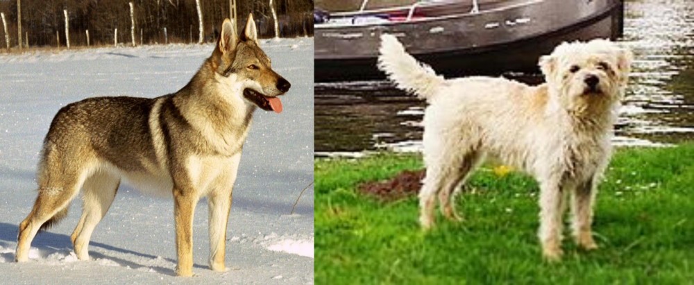 Dutch Smoushond vs Czechoslovakian Wolfdog - Breed Comparison