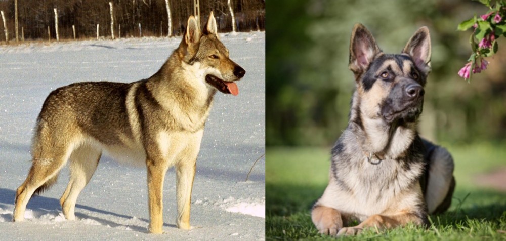 East European Shepherd vs Czechoslovakian Wolfdog - Breed Comparison