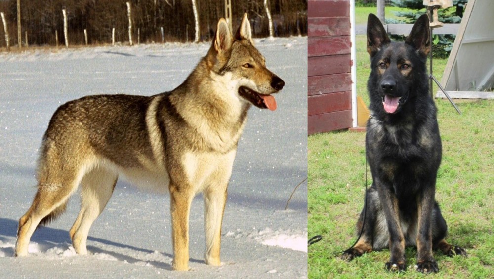 East German Shepherd vs Czechoslovakian Wolfdog - Breed Comparison